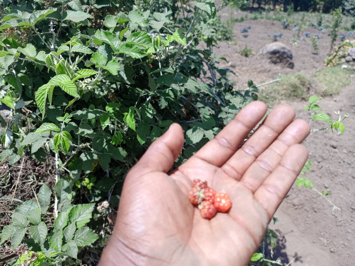 thegreenrwanda's tweet photo. Exploring the nature of Rwanda ⚡ How do you call those fruits in your language? In my language we call them #Inkeri! We are #THEGREENRWANDA https://t.co/f1OloJyRwP
