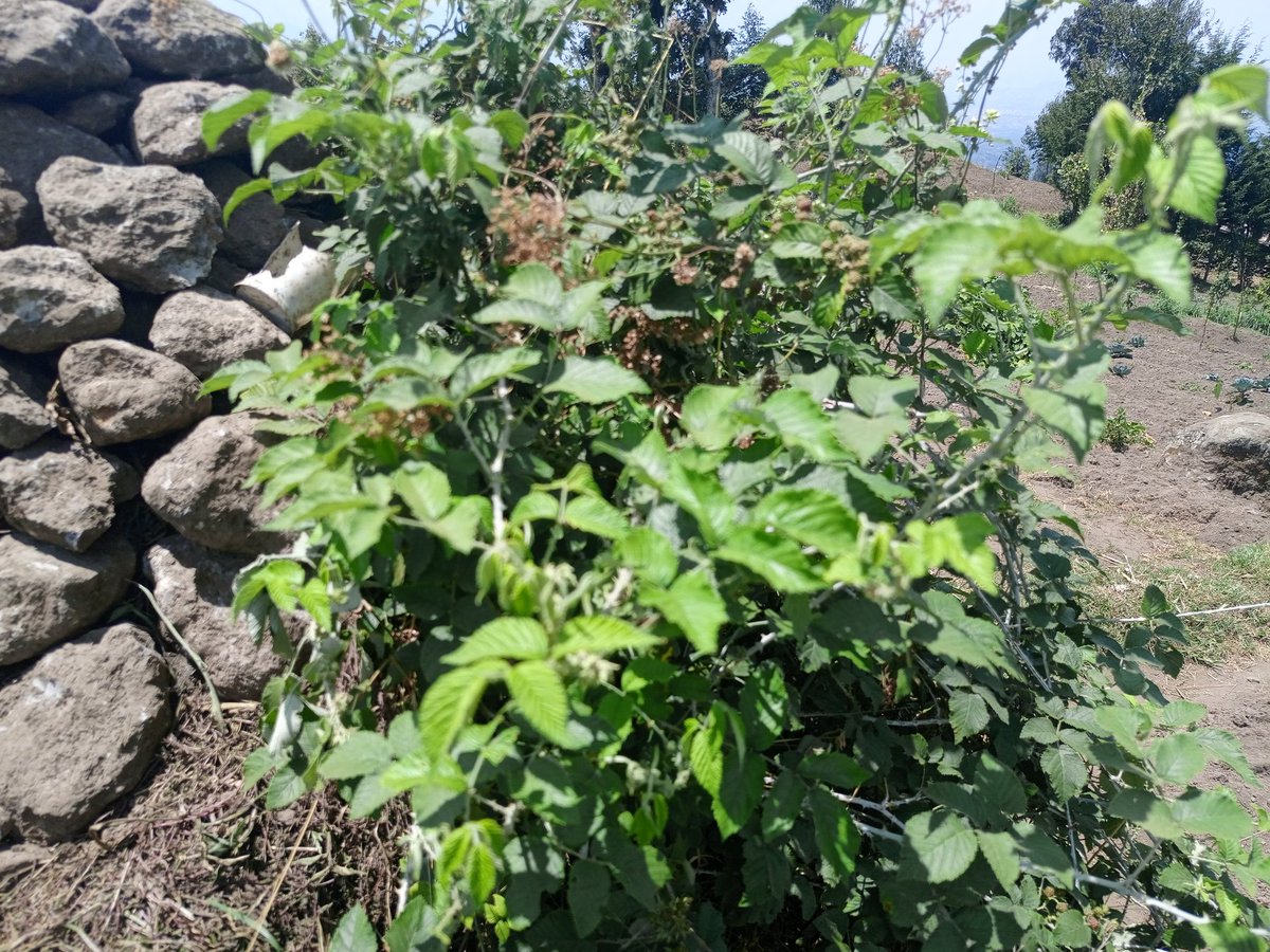 thegreenrwanda's tweet photo. Exploring the nature of Rwanda ⚡ How do you call those fruits in your language? In my language we call them #Inkeri! We are #THEGREENRWANDA https://t.co/f1OloJyRwP