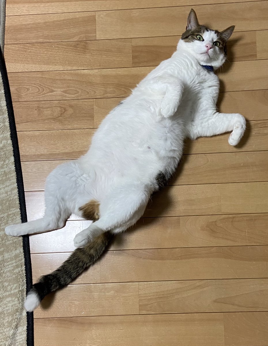 みなさんはじめまして！
twitter慣れてきたので初投稿です。
我が家の愛猫紹介させてください。
名前はミントと申します❗️
3歳です。ハート柄が背中にありますがとても臆病な男子です。
猫に有益な情報を勉強するためにtwitter見ています。
よろしくお願いします🙇‍♀️