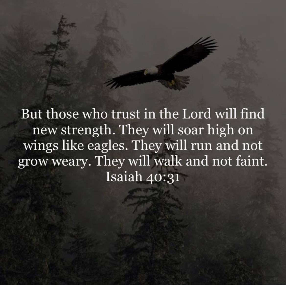 emma6USA's tweet photo. Sunday Blessings🙏
@Imcg_2 
@n8n0w 
@1Nicdar 
@genuke1 
@CJSzx12 
@Ikennect 
@x4Eileen 
@PecanC8 
@ToniLL22 
@LsgaMike 
@nanavet3 
@Merc_4911 
@Chloe4Djt 
@DixiDarlen 
@RealSeq16 
@giftgab538 
@cinarte1956 
@RickMac767 
@RickyDoggin 
@Stef_the_Lamb 
@PeriklesGREAT 
@emma6USA 🦅 https://t.co/5GWdH0hX98