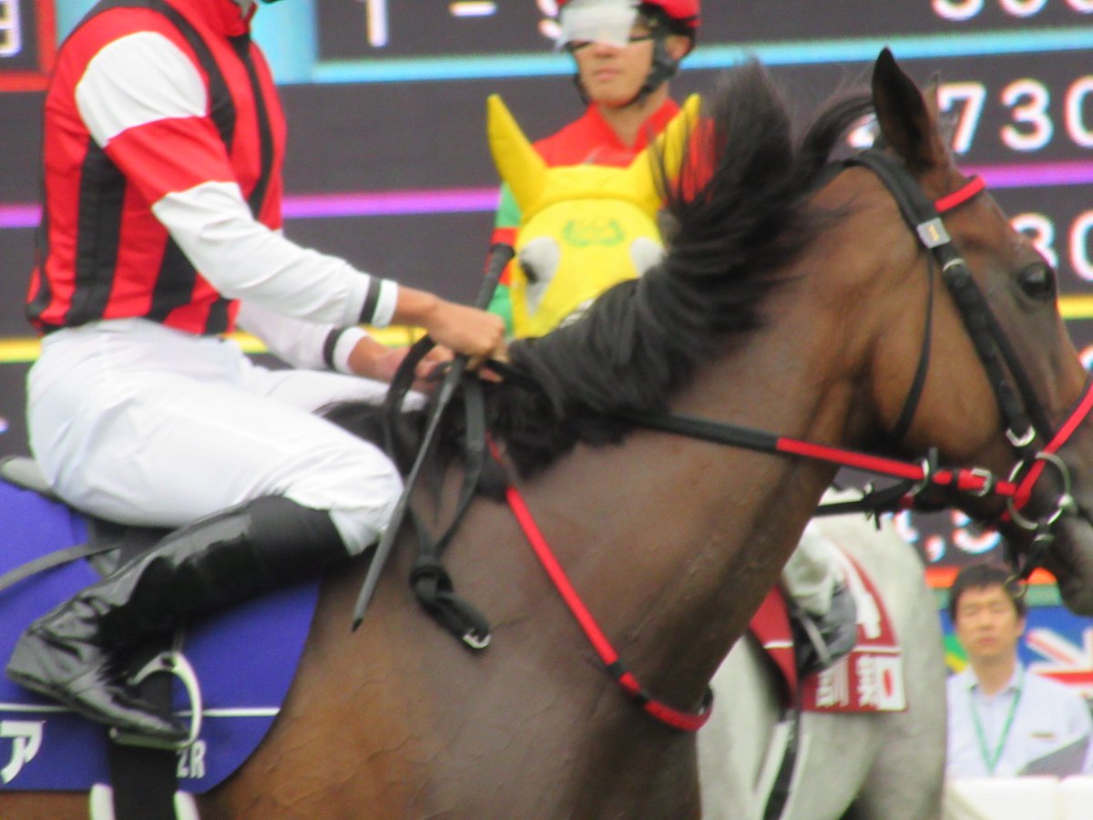 vFTf3cOtUnhGaoF's tweet image. ウインルーアとマイネルメサイア
 #WASJ