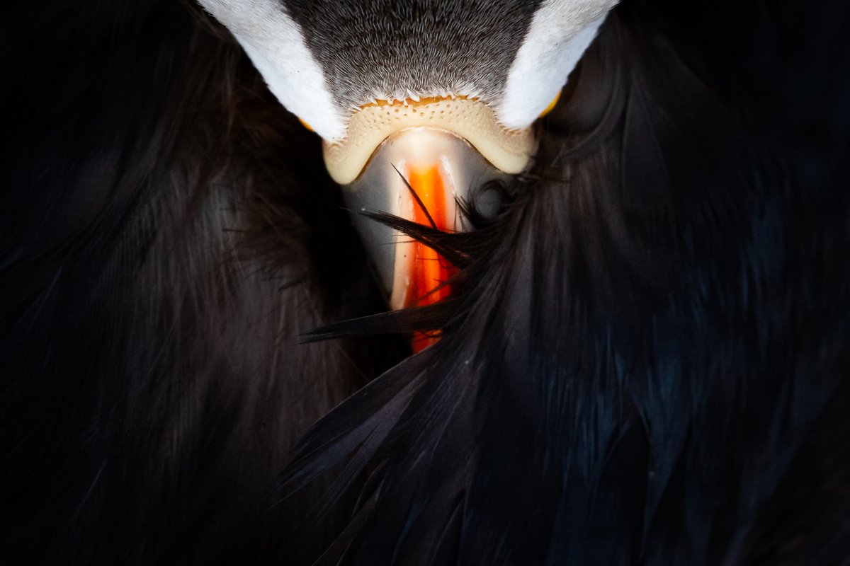 Hi all, 
It feels good to be back. Since mid-May, it's been non-stop, leading countless puffin workshops across the British Isles. Big thanks to the team <a href="/shetlandnature/">Brydon Thomason</a> 
I hope you all have a great weekend.