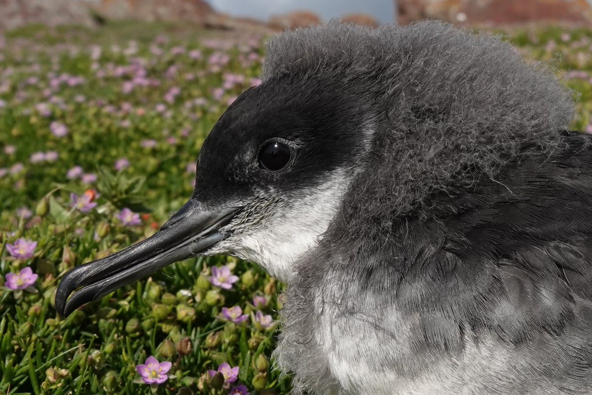 SkokholmIsland's tweet image. The first 4% of our Manx Shearwater chicks have now fledged, that's about 2500 youngsters heading out into the Atlantic. Tens of thousands more will be departing over the next few weeks.