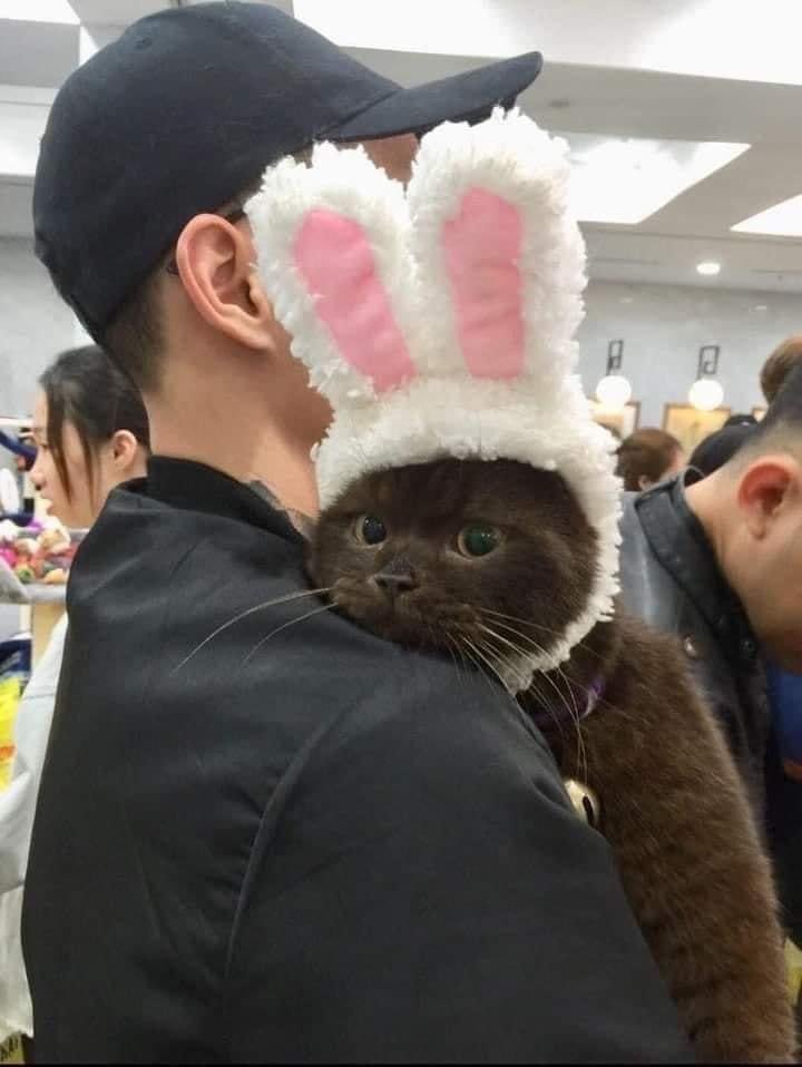 nocontextscats's tweet image. Bunny