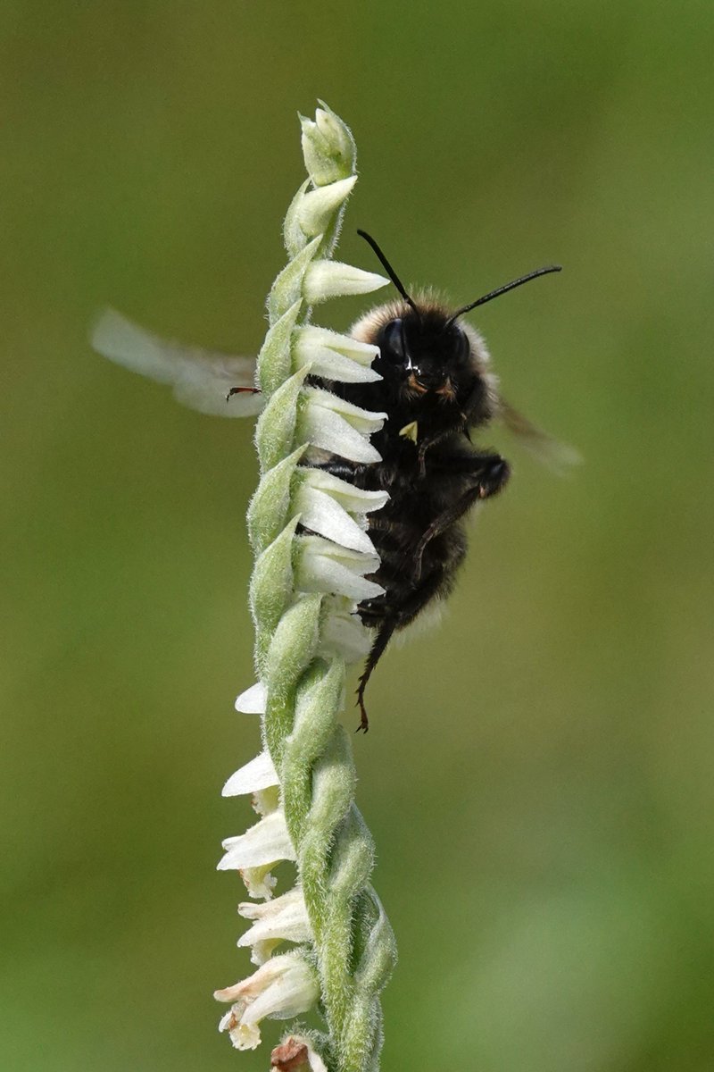 1/3 More Autumn Lady's-tresses (Spiranthes spiralis) pollination in central Bournemouth 27.08.23. At least 4 species of bumblebee present during 30 minute visit to a colony of around 400 spikes.