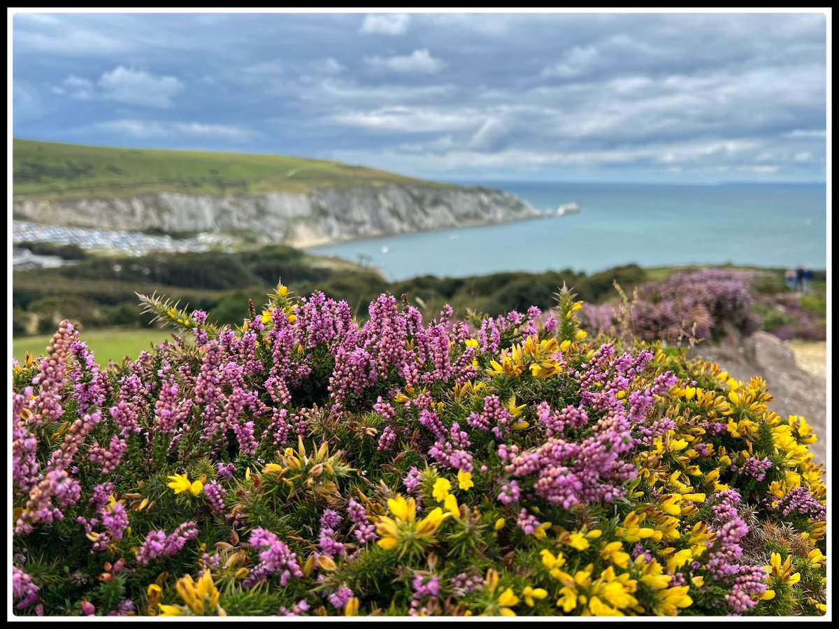 gordoniow's tweet photo. Beautiful colour at Headon Warren overlooking the Needles.
#isleofwight  #headonwarren 
#theneedles https://t.co/iBzFzASPkW