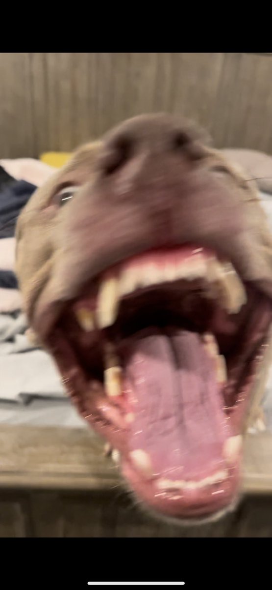 AndrewYousif's tweet photo. @TonyGol22969618 @BestFightClip I’d love to introduce you to my Pitt. She’s love you, and the way you taste 😂😂😂you’re a clown, certified. https://t.co/qLBve7ktrT