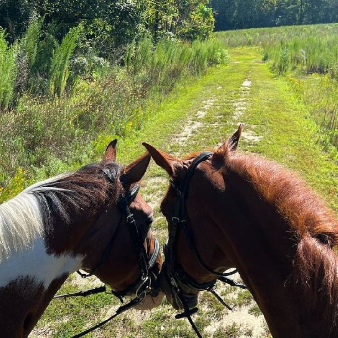 WakeGovParks's tweet photo. Thanks to Instagram's brit_neighhhh for sharing this recent buddy photo on the trails at #SandyPines Preserve. #SundayShare #YearoftheTrail #WakeTrails https://t.co/Z6KzcgRt2w