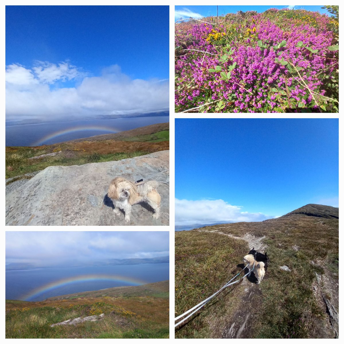 MargaretOC6's tweet photo. Views from Seefin on The Sheep's Head Peninsula.
#Aug27th 🌈 #WestCork #Cork
#WildAtlanticWay #Ireland
@corkbeo @pure_cork
@StormHour @discoverirl https://t.co/dDpjInGpxK
