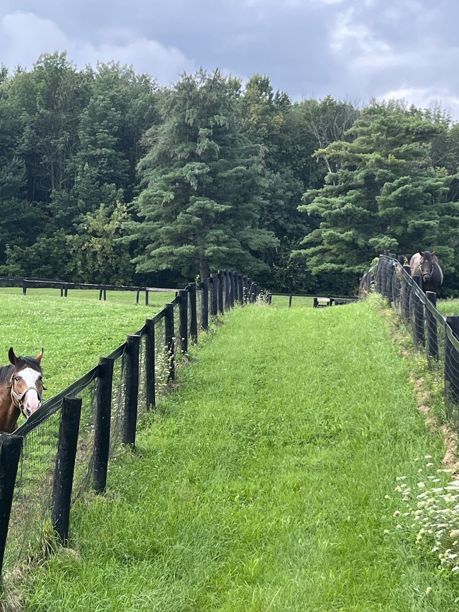 McMahonSaratoga's tweet photo. Congratulations to Scottiatore #leftnocrumbs in the 5th yesterday at the Spa. His sire, Central Banker this morning out of the very good producer Our Miss Jones #nytb #nyra
@RudyRodriguezNY https://t.co/8fXqoTO4XY