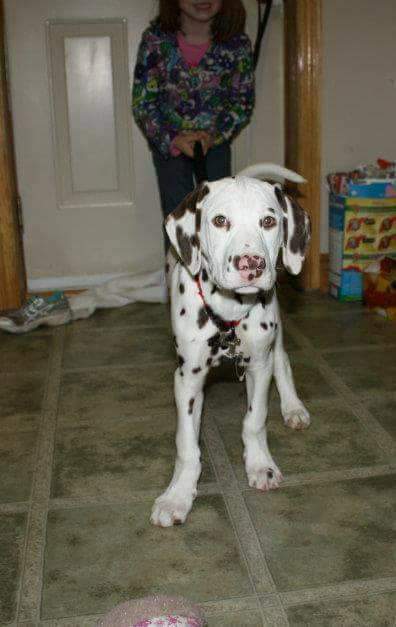 ayrporte's tweet photo. This wonderful amazing spotted pup is 12 today
Happy Birthday Freckles
#dalamation https://t.co/r2wCqFLELD