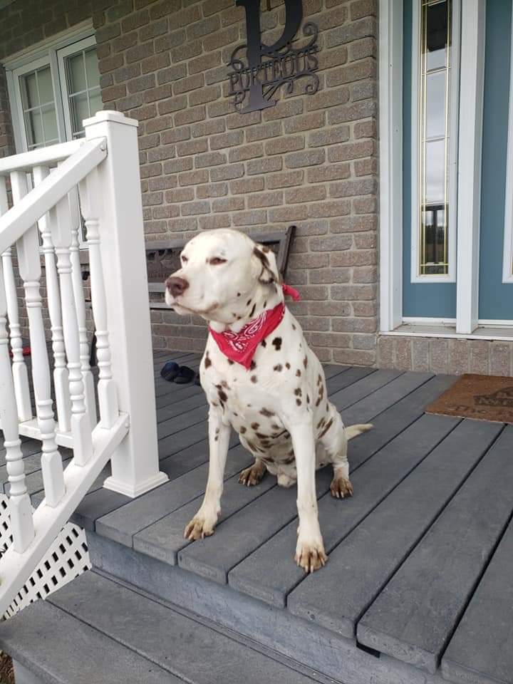 ayrporte's tweet photo. This wonderful amazing spotted pup is 12 today
Happy Birthday Freckles
#dalamation https://t.co/r2wCqFLELD