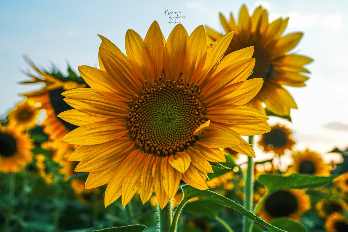 KarissasKapture's tweet photo. Sunflower Sundays! 🌻 

Because you smile, you make life more beautiful. 

#KarissasKaptures #ArrowheadFarmstead #ManalapanNJ #Sunflower #SunflowerSunday #SunflowerField #SunflowerSeason  #LandscapePhotography #summerinNJ #summervibes #summertime https://t.co/xuMq5guB75