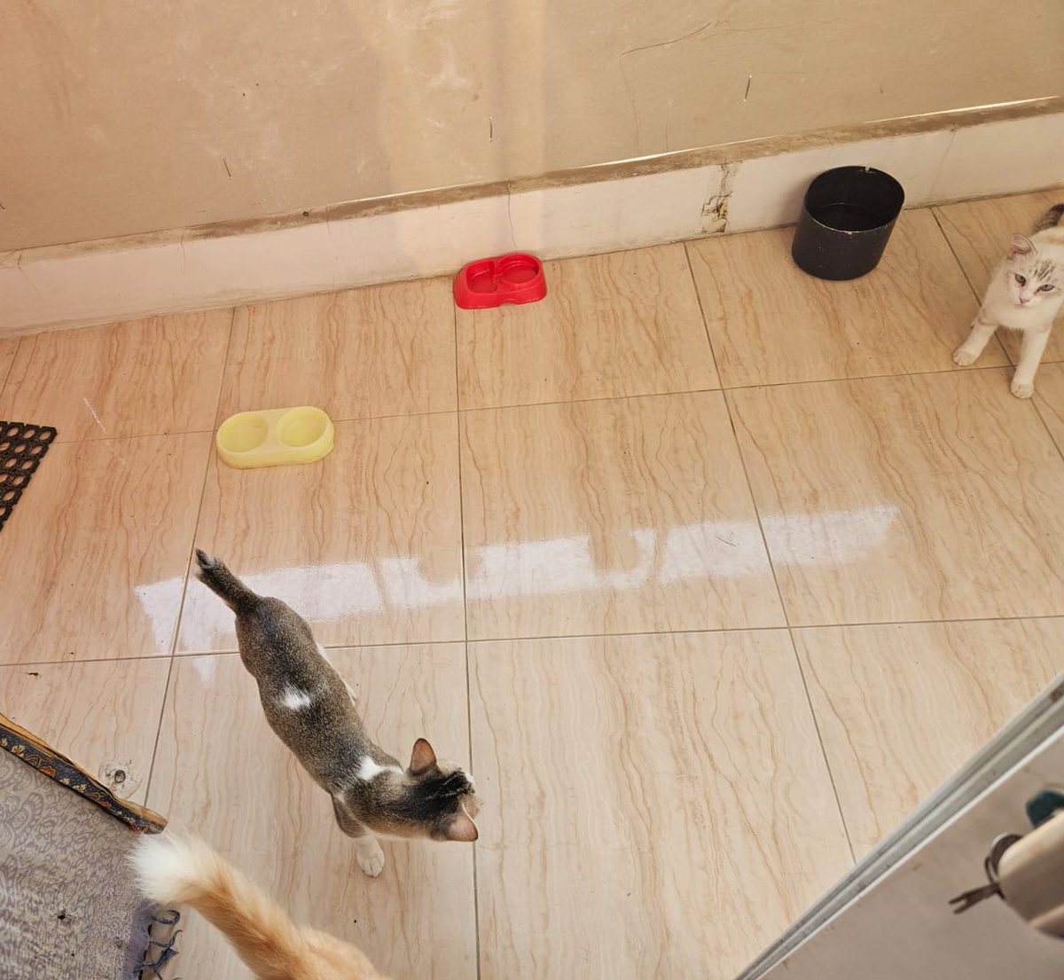 Pandaaaa97's tweet image. Anak w 3 hari ditinggal pasti dekil @arfannnnnn 😒