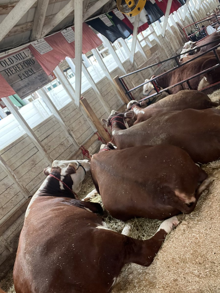 Sunday show sleepies #agriculture #herefords #farm #cows