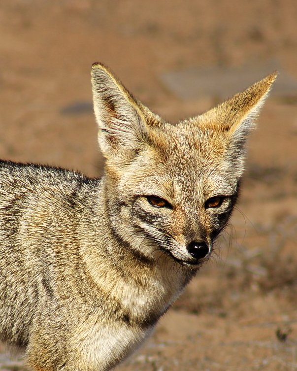 No alimenten a los zorros. #zorro #zorros #fox #reservanacionalpuntadechoros #reservadezorrosyguanacos #faunadechile #natgeo #natgeoyourshot  #pueblodechoros  #wildlife #wildlifephotography #foxofinstagram #foxpictures  #naturaphotography #naturapics #decoqulmbosoy #cuartaregion