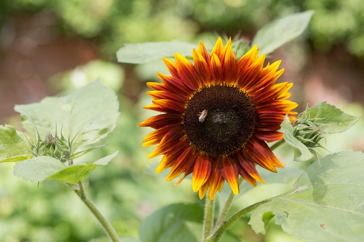 BBC Gardeners' World Mag tweet media