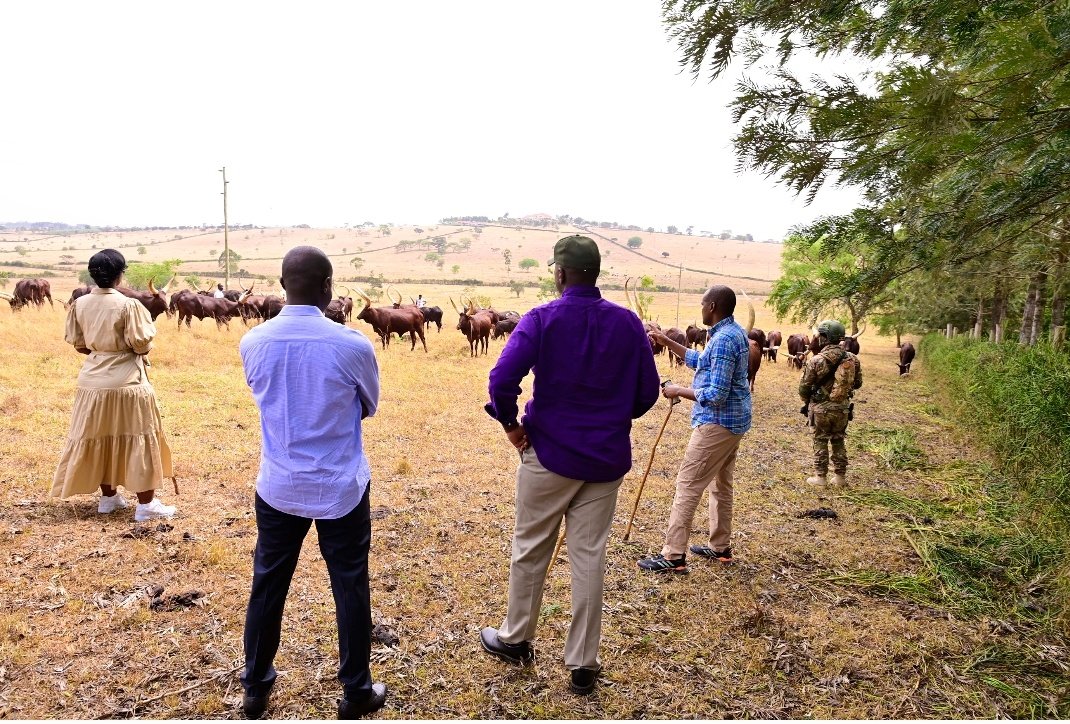 Our Chairman took off time to visit @emburara farm lodge one of the facilities located  in mbarara conserving the #Ankolecow as a great domestic tourism product.  Thank you Hon @FrankTumwebazek & your wife @KabibiFlorence for hosting our leader on the farm.
#LifeontheFarm.