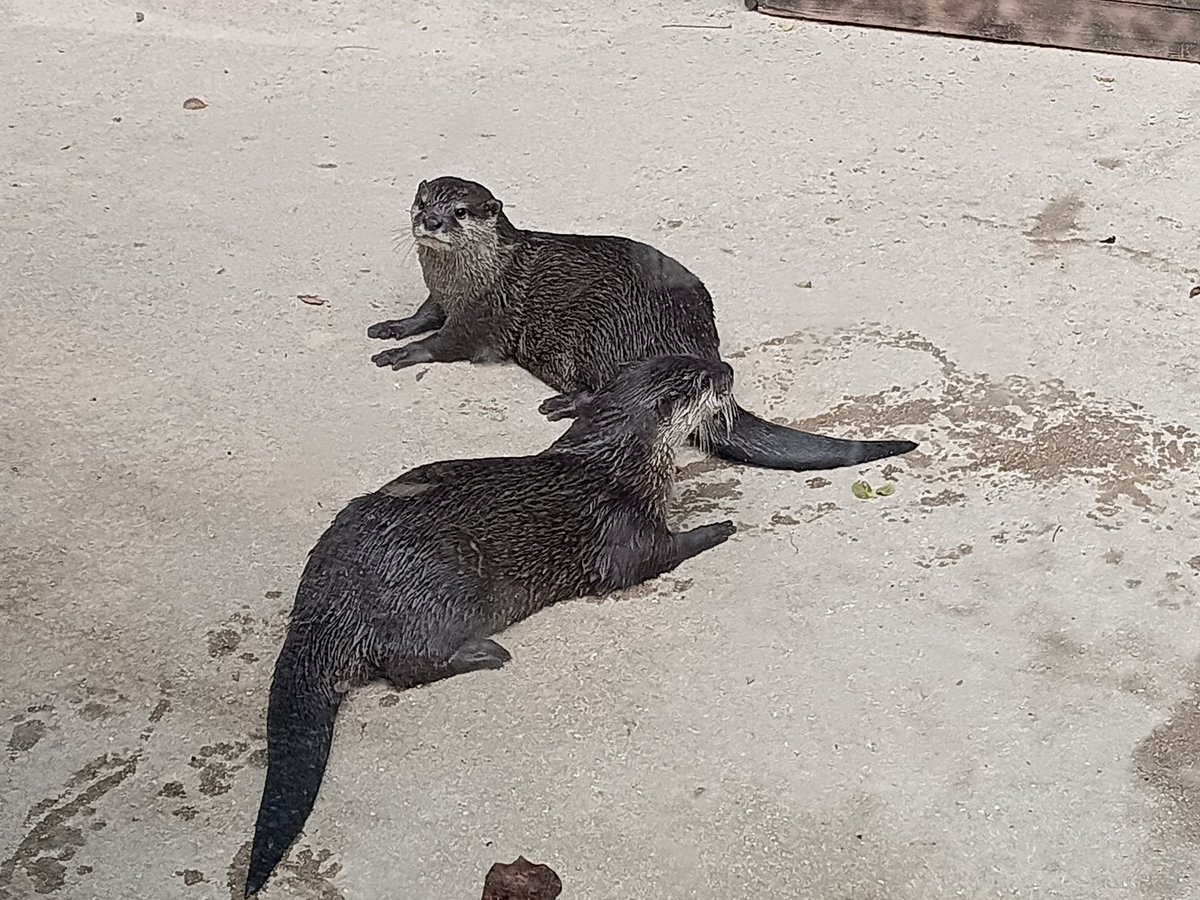 yamadazabuton's tweet photo. 鬼平江戸処羽生PAで軍鶏の親子丼を食べ

淡水魚しかいない、さいたま水族館を堪能 https://t.co/xeXRCy1YAq