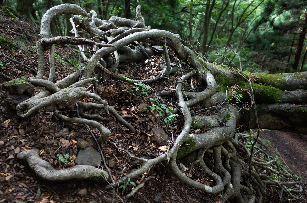 mindandsights's tweet image. earth power
2023.8.27