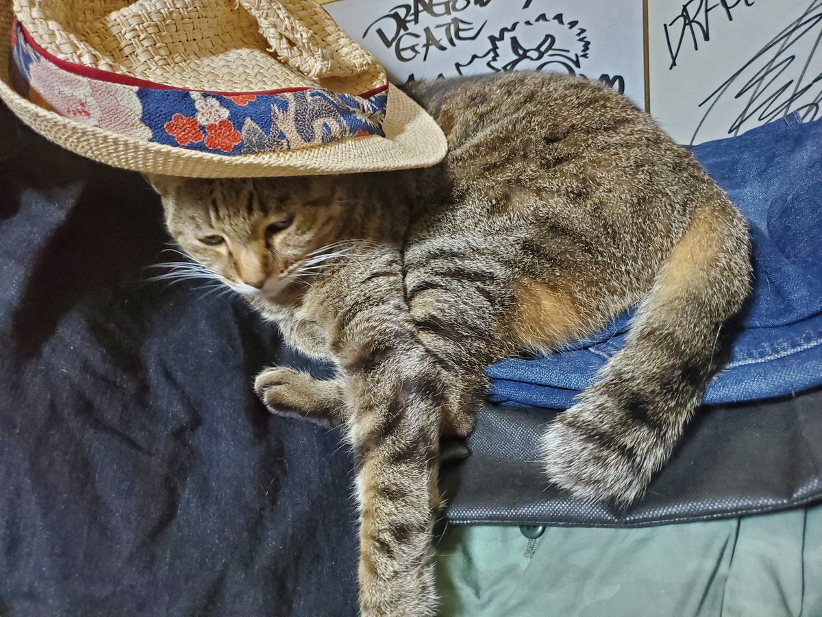 JunJun15019752's tweet photo. 僕の不注意で家猫が脱走してしまった
夜中の午前3時に5分間玄関のドアを開けっ放し
見てはいないが脱走するとしたらその時間帯しかない
脱走したのに気づいたのが8時間後の午前11時
脱走してから既に19時間が過ぎている

辛い…
無事に戻って来て欲しい… https://t.co/5m51CFPSqd