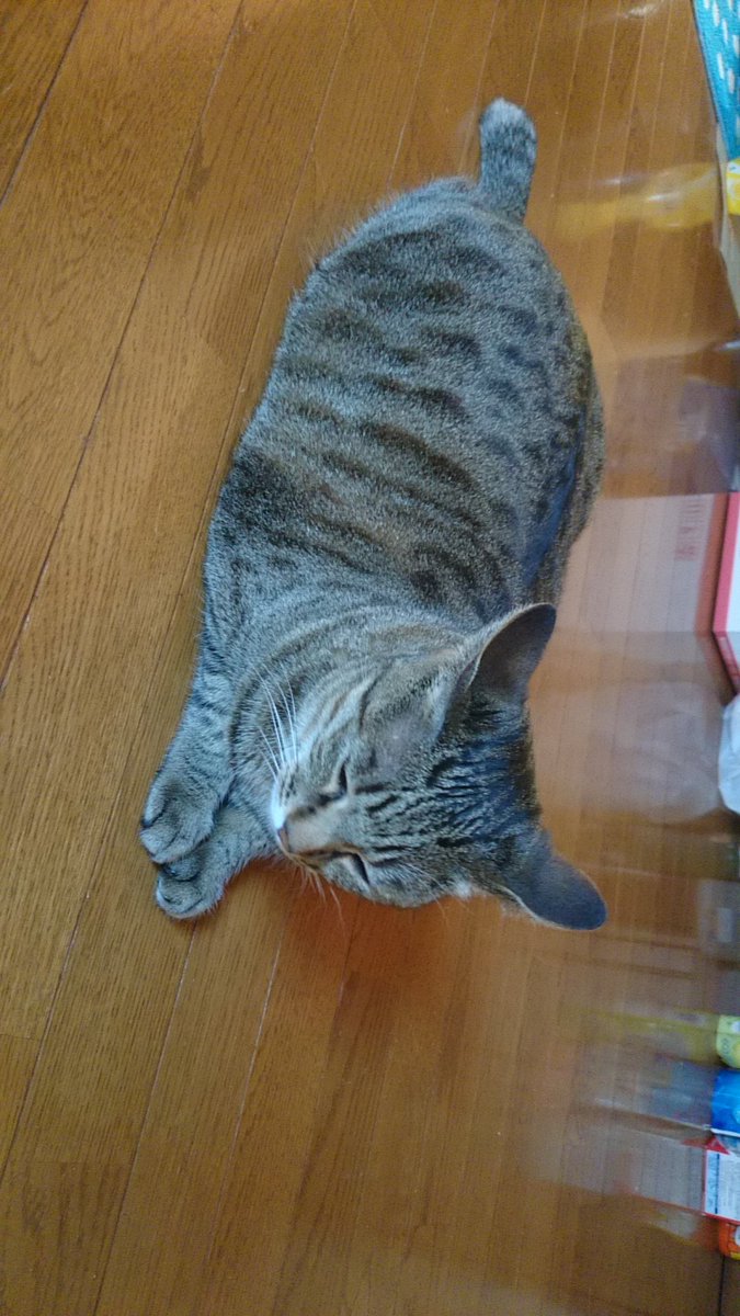 JunJun15019752's tweet photo. 僕の不注意で家猫が脱走してしまった
夜中の午前3時に5分間玄関のドアを開けっ放し
見てはいないが脱走するとしたらその時間帯しかない
脱走したのに気づいたのが8時間後の午前11時
脱走してから既に19時間が過ぎている

辛い…
無事に戻って来て欲しい… https://t.co/5m51CFPSqd