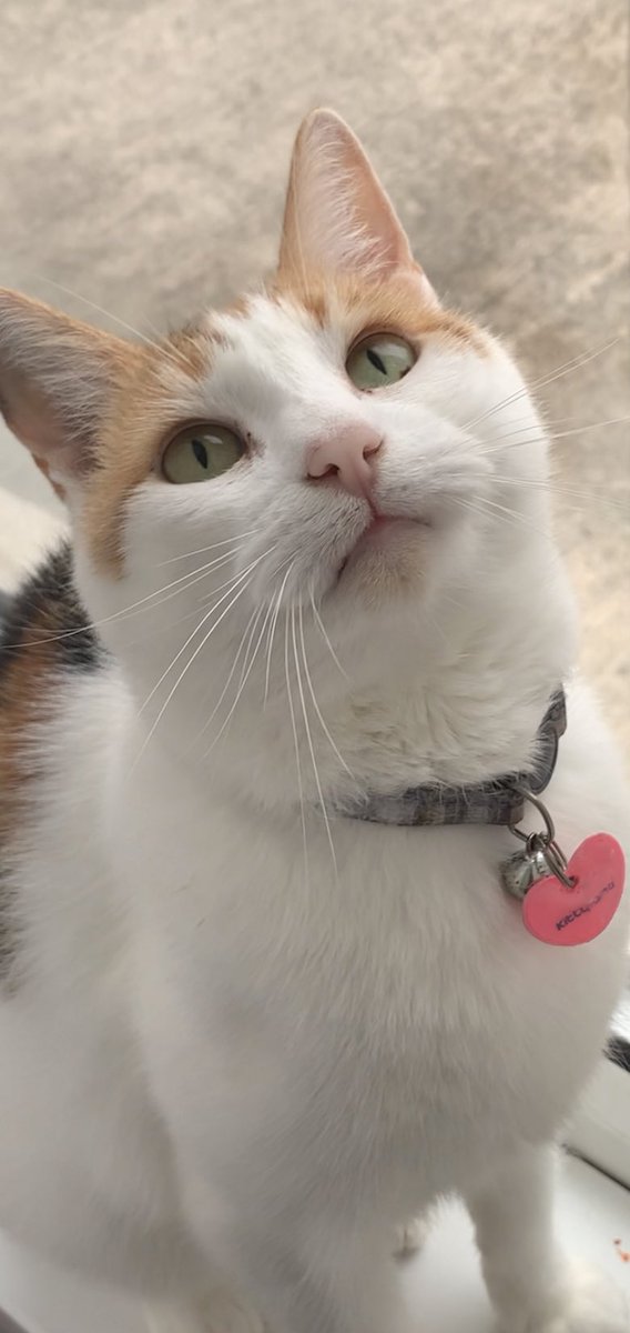 KittyTheCalico's tweet image. Staring at nothing again 🐱 #Staring #EmptyBrain #CatsOfTwitter #CatsOfX #Calico #Cat #Cute