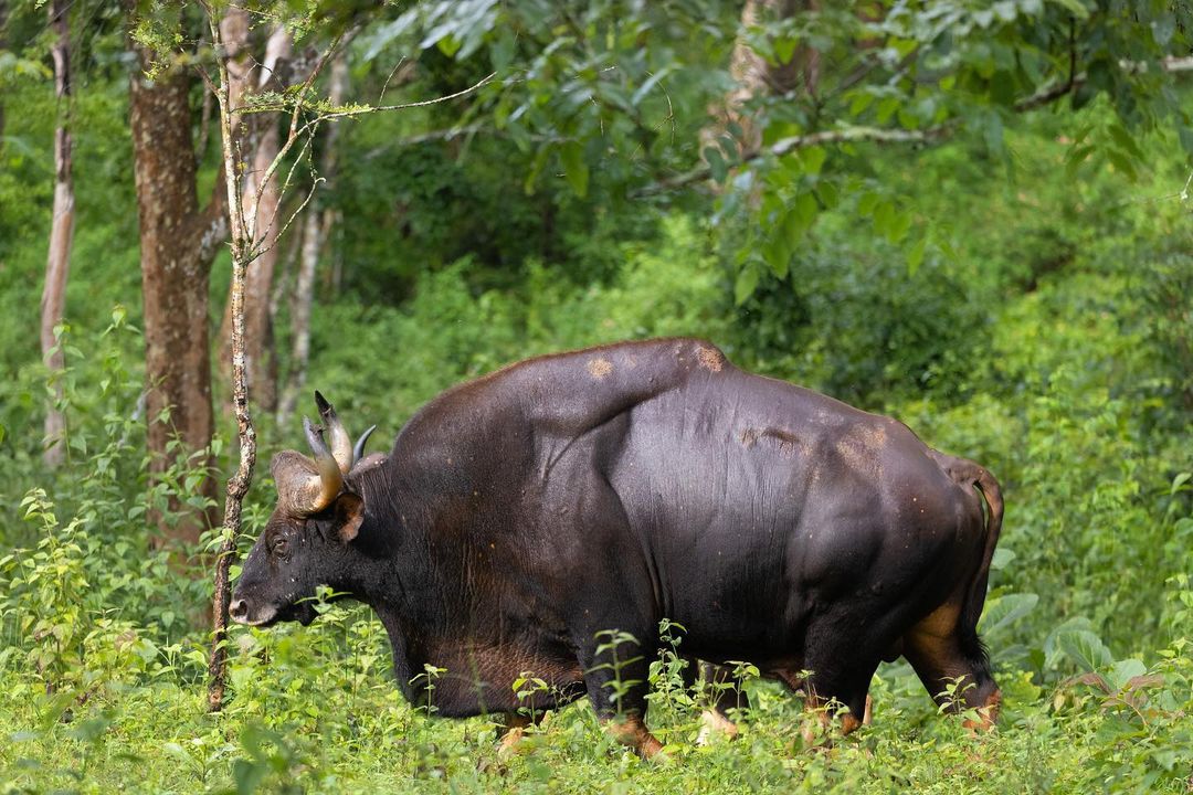 jungle_lodges's tweet photo. Second of the three Beasts of Nagarhole shared by Arvind Karthik #gaur #elephant #tiger #wildlife #nature #animals #travel #junglesafari #nagarhole #kabini #bandipur #junglelodgesjlr #junglelodgesandresorts #nammakarnataka #karnatakatourism #incredibleindia #amritmahotsav #lpmi https://t.co/GKAgd5TuRw