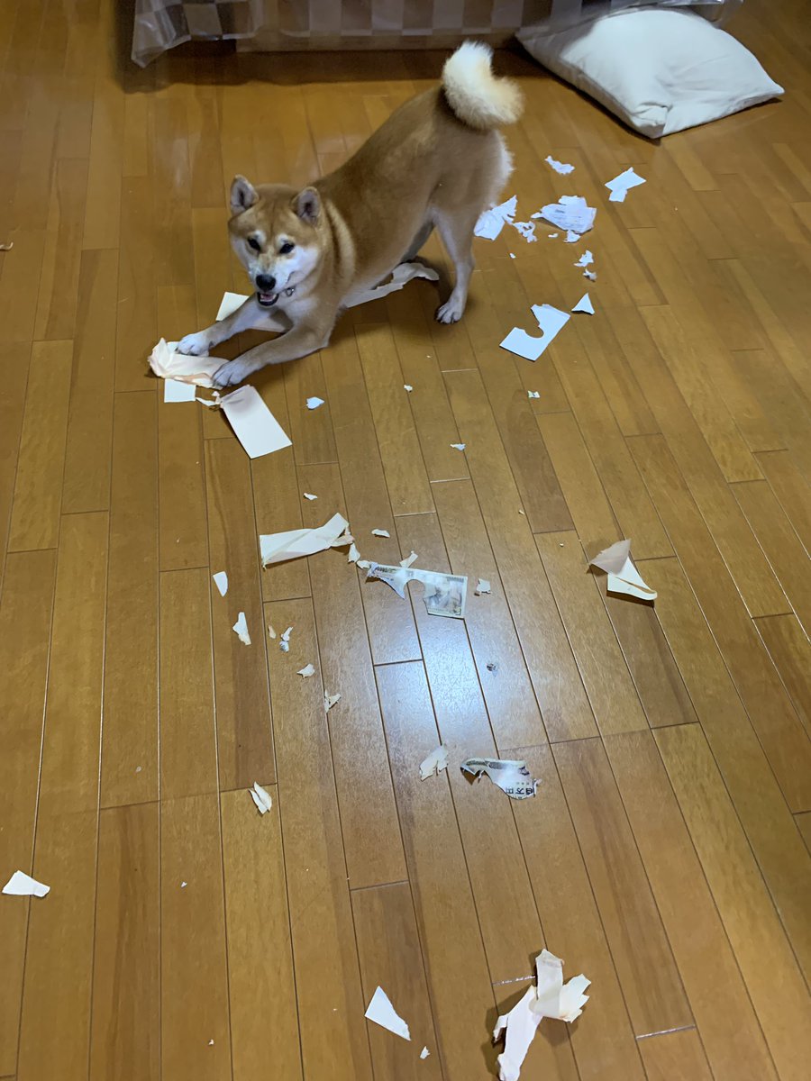 melongunma's tweet photo. お金〜💸
#柴犬 #イタズラぐんま #メモ帳でした https://t.co/zi6g21bSe4