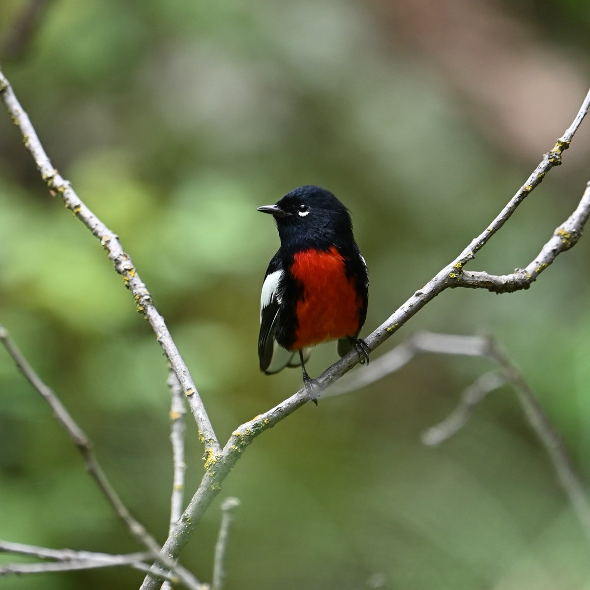 yadamean619's tweet photo. Painted Redstart from #briding Mingus mountain. https://t.co/2JCazhKBIZ