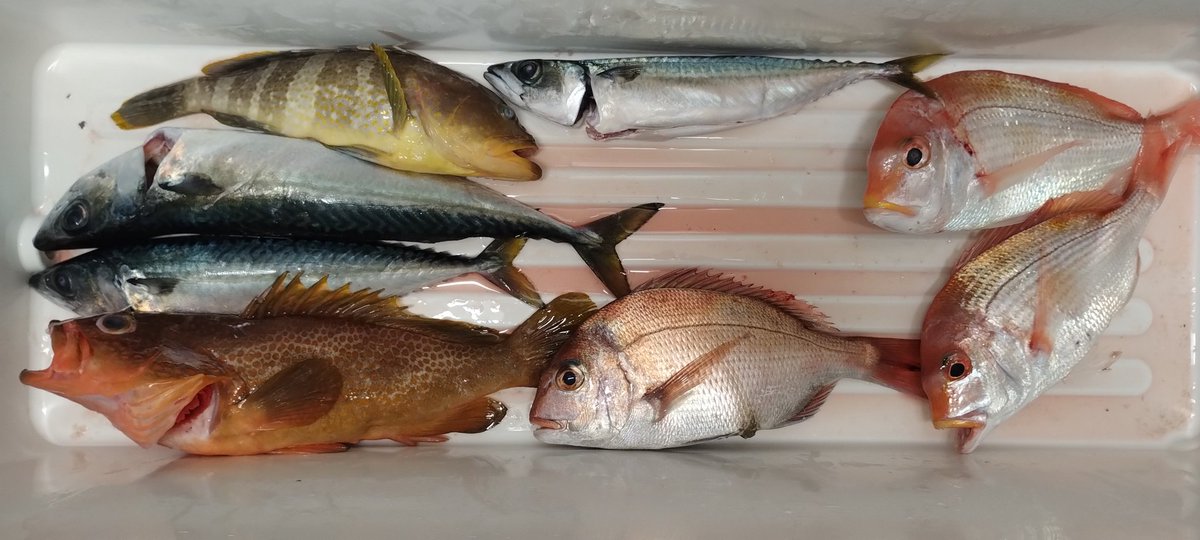 魚です❣️0711 浜ゆでたこ足1本≪大≫600g オオダコ(北海道産刺身タコ-水だこ