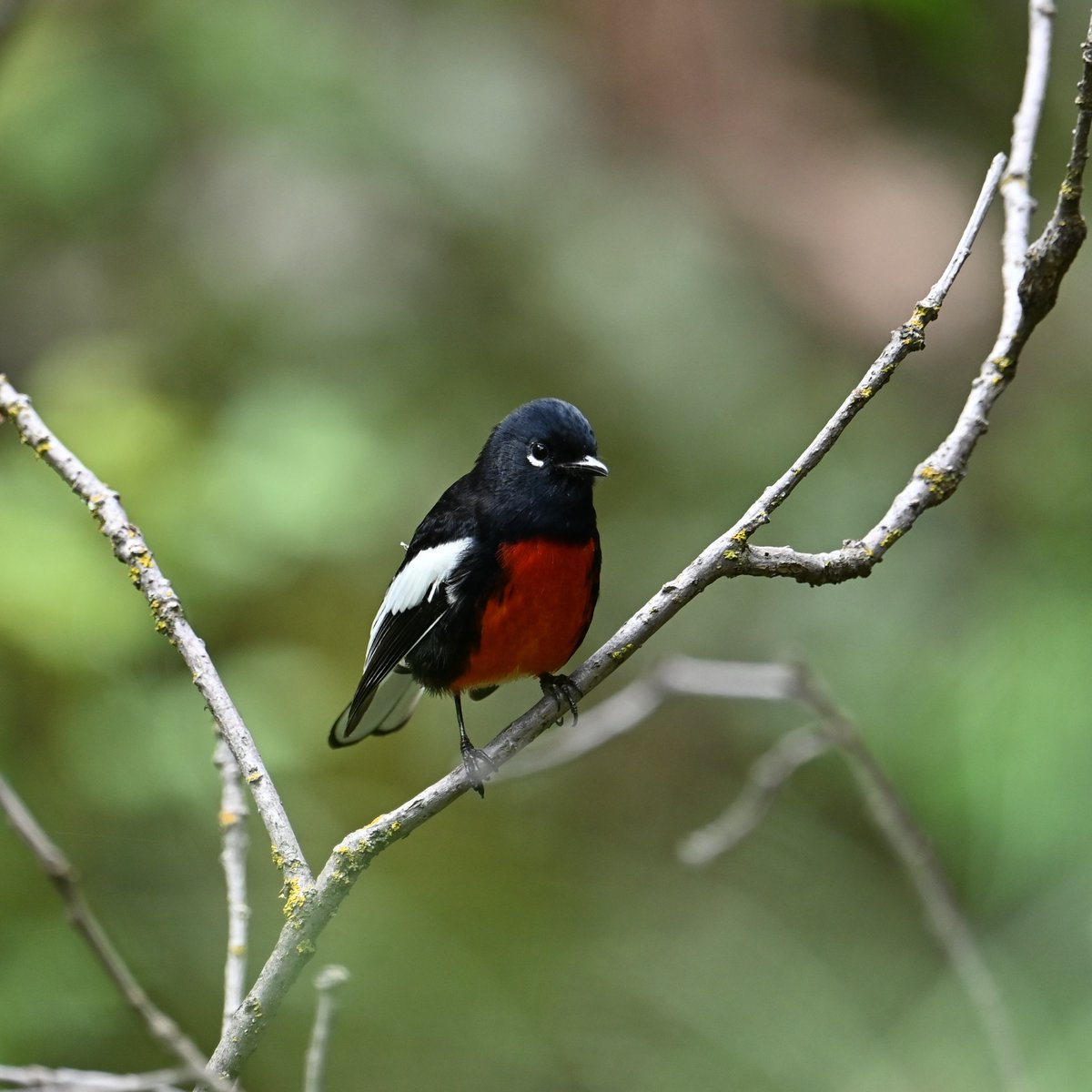 yadamean619's tweet photo. Painted Redstart from #briding Mingus mountain. https://t.co/2JCazhKBIZ