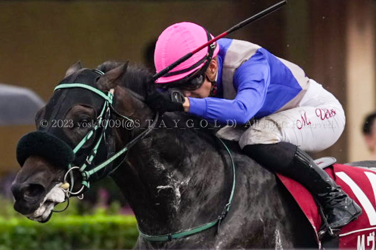 S_T_A_Y_G_O_L_D's tweet photo. 2023年8月27日
#WASJ第3戦
#WorldAllStarJockeys
優勝馬 #ナチュラルハイ ( #NaturalHigh )号
父 #スクリーンヒーロー
母 #ニシノシュクラン
騎手 #マリーヴェロン ( #MarieVélon ) @VelonMarie
調教師 #黒岩陽一厩舎
オーナー #山口裕介 さま
生産者 #村上欣哉 さま
#札幌競馬場
#SapporoRaceCourse https://t.co/xSdifMRDUB