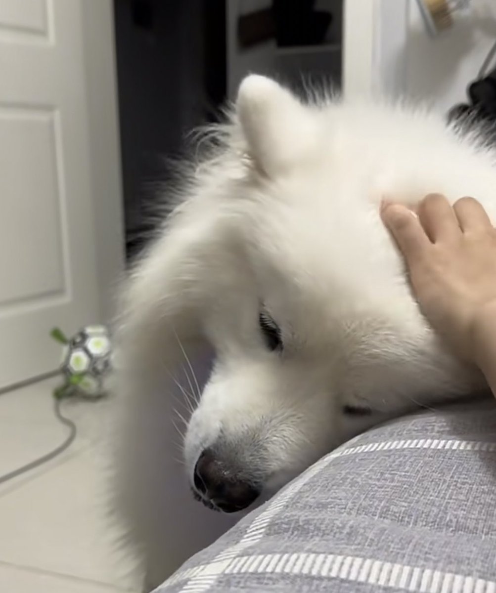 dogonboo's tweet photo. เค้าเป็นเด็กดีของเทอ https://t.co/xfKsw4gyFb