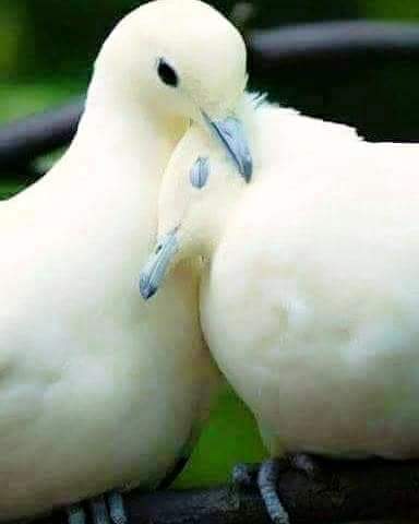 alaa amy tweet media