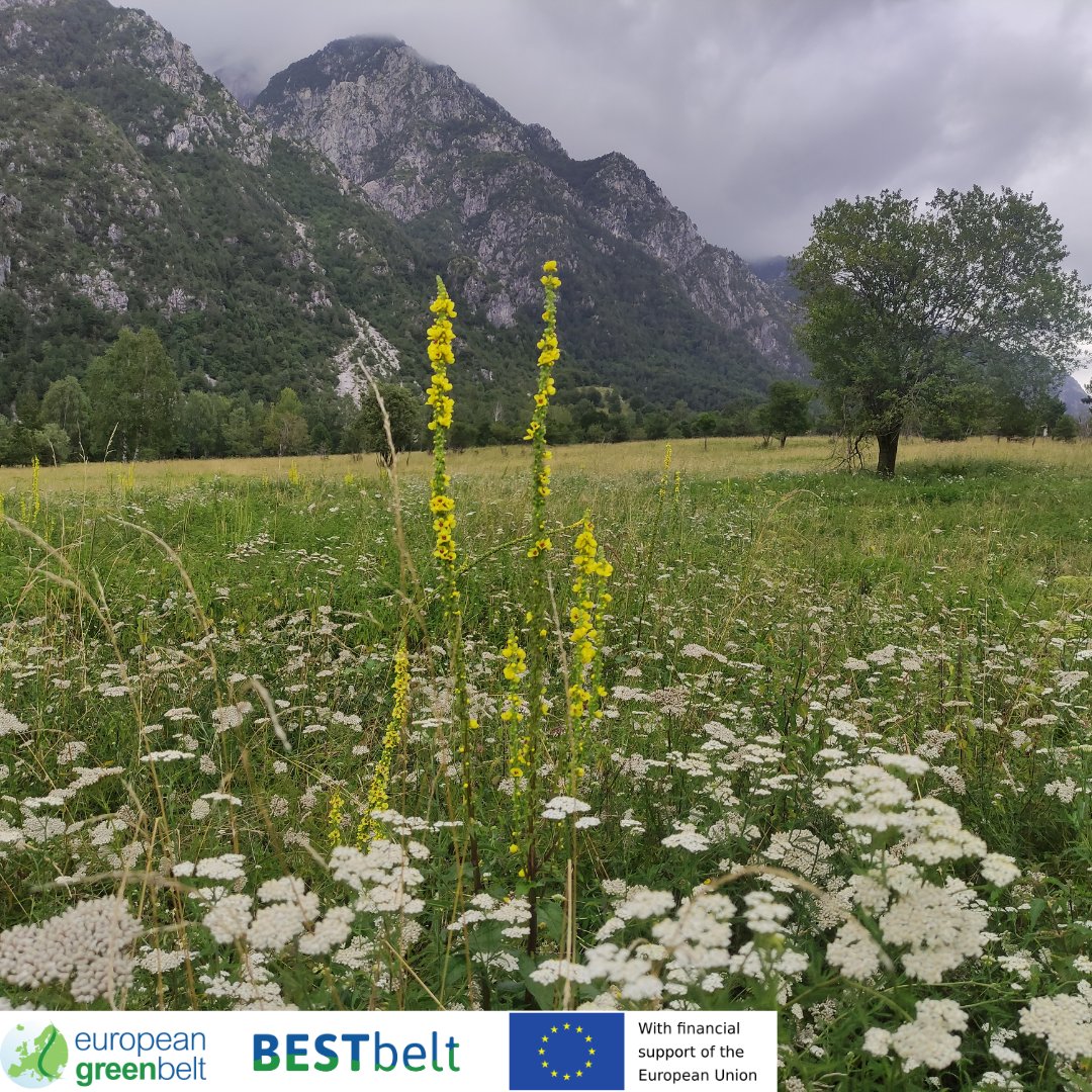 ReteItalia_EGB's tweet photo. Lusevera #EuropeanGreenBeltTrail is an easy hike through our #BESTbeltProject intervention sites.From bunkers hidden in the woods to beautiful meadows, with two gourmet pit-stops at Rifugio Pian dei Ciclamini and La AleGra.
#europeangreenbelt #egb #eu_env  #riegb #fvg  #EGBtrail https://t.co/NrQX6oW311