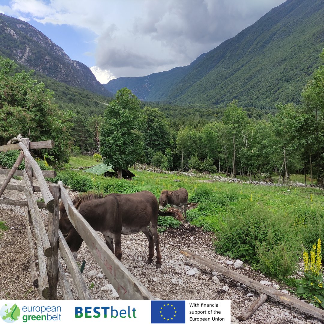 ReteItalia_EGB's tweet photo. Lusevera #EuropeanGreenBeltTrail is an easy hike through our #BESTbeltProject intervention sites.From bunkers hidden in the woods to beautiful meadows, with two gourmet pit-stops at Rifugio Pian dei Ciclamini and La AleGra.
#europeangreenbelt #egb #eu_env  #riegb #fvg  #EGBtrail https://t.co/NrQX6oW311