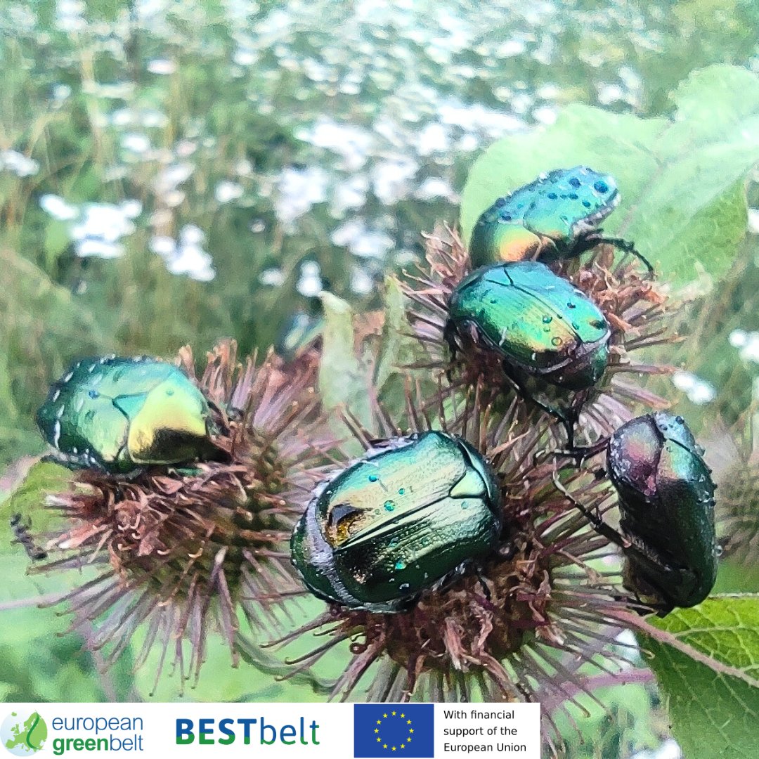 ReteItalia_EGB's tweet photo. Lusevera #EuropeanGreenBeltTrail is an easy hike through our #BESTbeltProject intervention sites.From bunkers hidden in the woods to beautiful meadows, with two gourmet pit-stops at Rifugio Pian dei Ciclamini and La AleGra.
#europeangreenbelt #egb #eu_env  #riegb #fvg  #EGBtrail https://t.co/NrQX6oW311