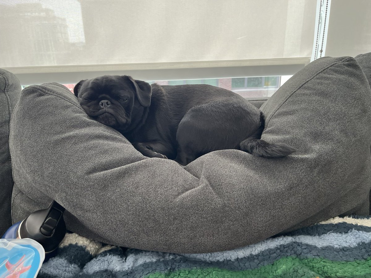iamranaragab's tweet photo. @ANCCostello I’m so sorry this happened. These are Franny being a goofy sweet pug. https://t.co/shk0JH8Xyv