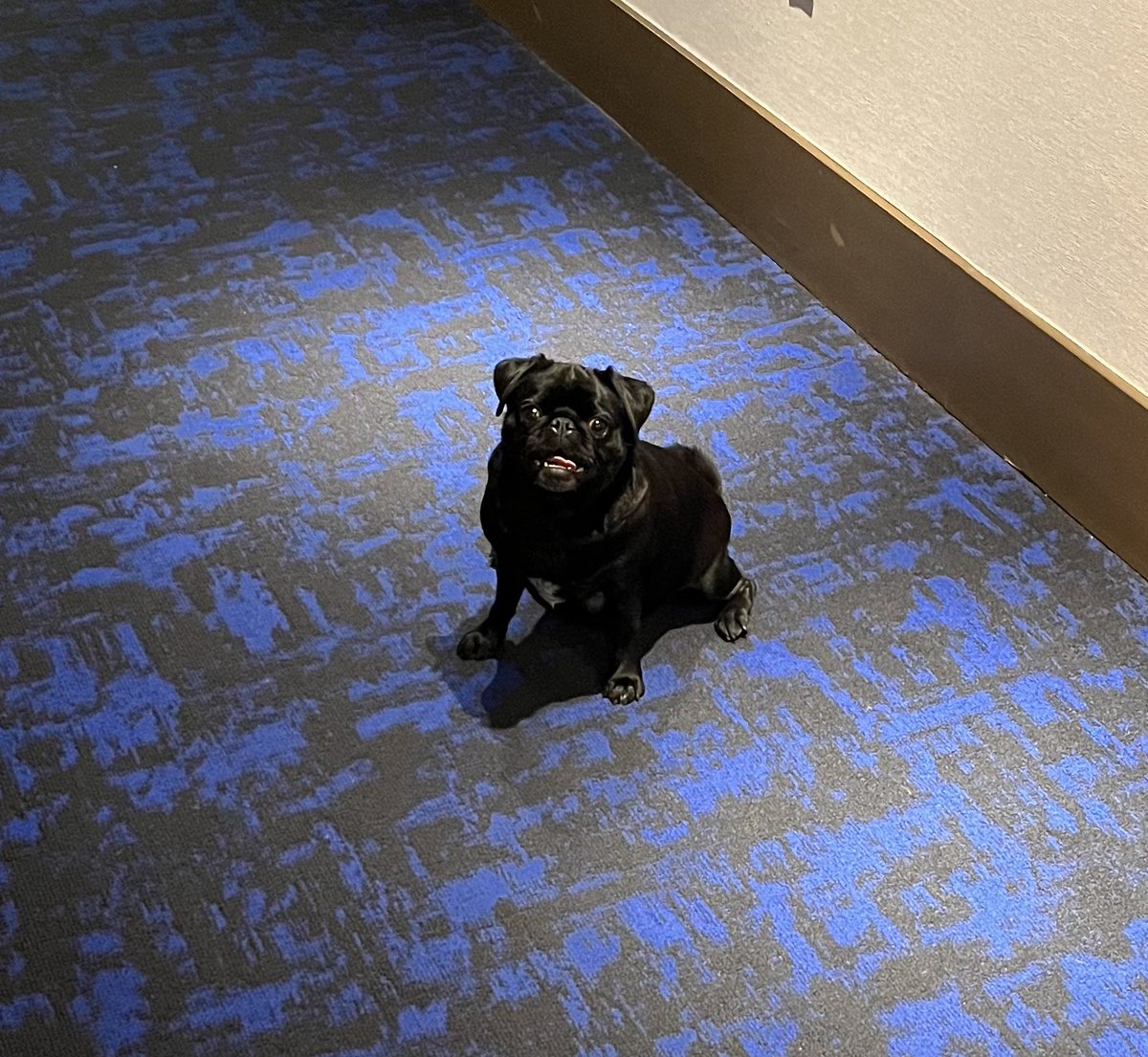 iamranaragab's tweet photo. @ANCCostello I’m so sorry this happened. These are Franny being a goofy sweet pug. https://t.co/shk0JH8Xyv