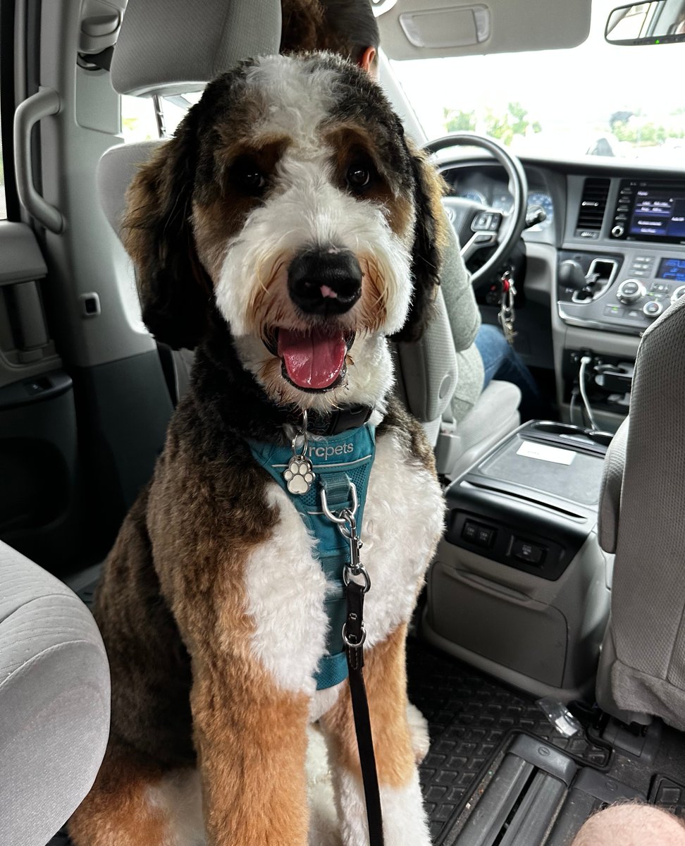 We have a special member of our team coming to the office today 😍

#techteam #projectmanager #cutdogs #takeyourdogtowork #dog