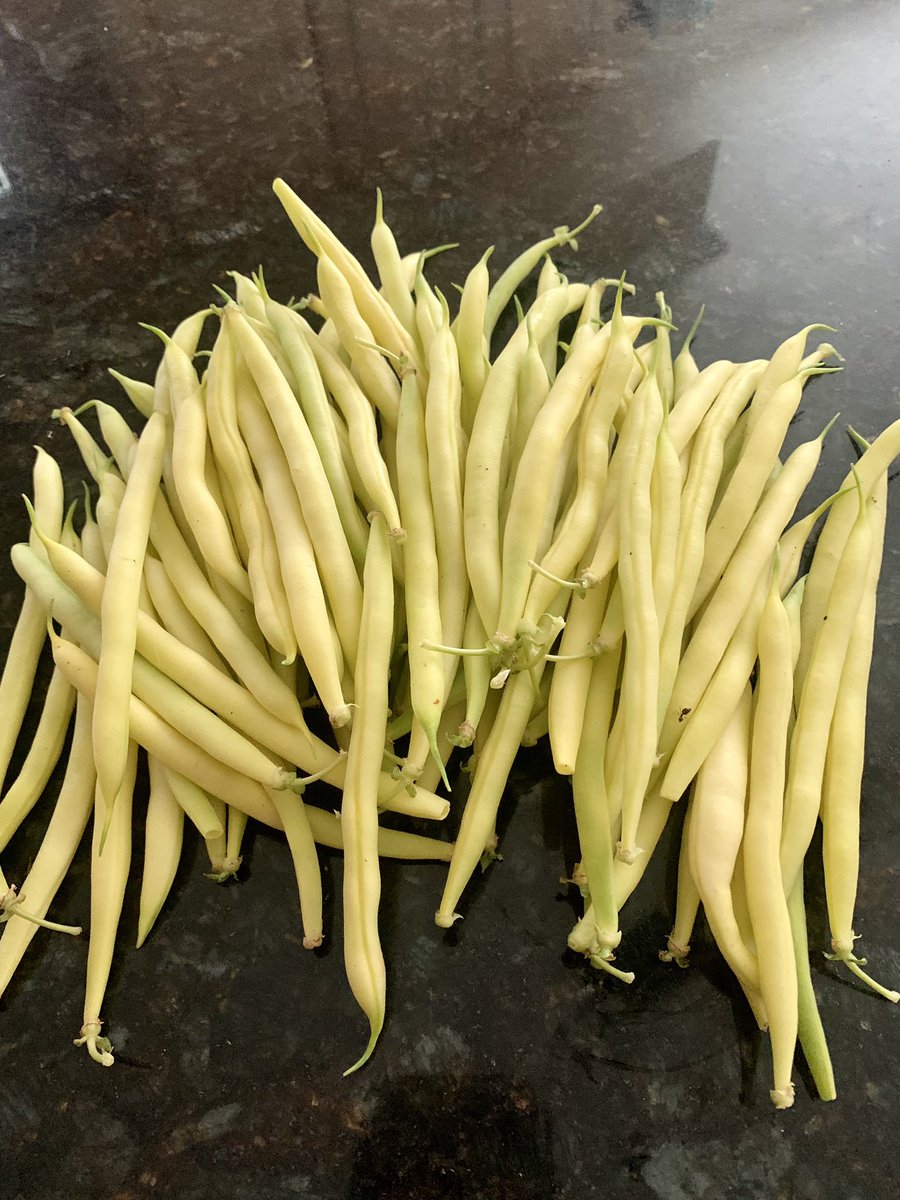 the_garden_mom's tweet photo. Yellow Wax Bean Daily Harvest!
#backyardgarden #garden #vegetablegarden #gardenmom #growfood #beans #legumes #legume #yellow #waxbeans #bushbeans #harvest #organic #beanstalk #gardening #organicgardening #growveggies https://t.co/ugQdsbCko5