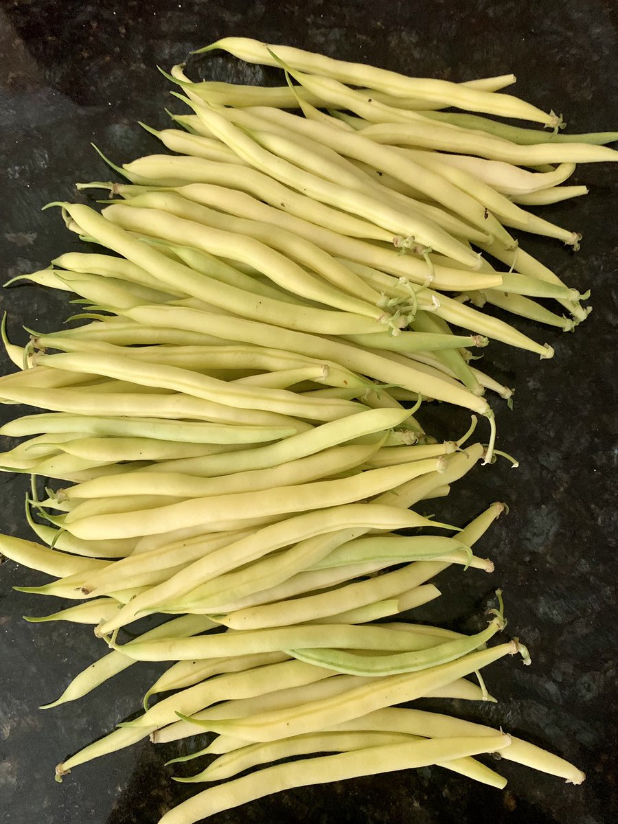the_garden_mom's tweet photo. Yellow Wax Bean Daily Harvest!
#backyardgarden #garden #vegetablegarden #gardenmom #growfood #beans #legumes #legume #yellow #waxbeans #bushbeans #harvest #organic #beanstalk #gardening #organicgardening #growveggies https://t.co/ugQdsbCko5