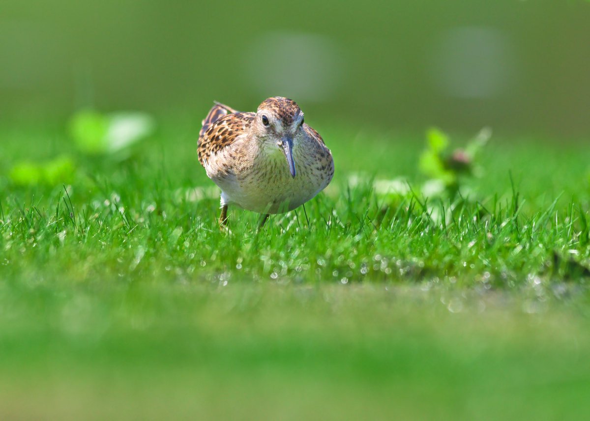 Least sandpiper, world’s smallest shorb