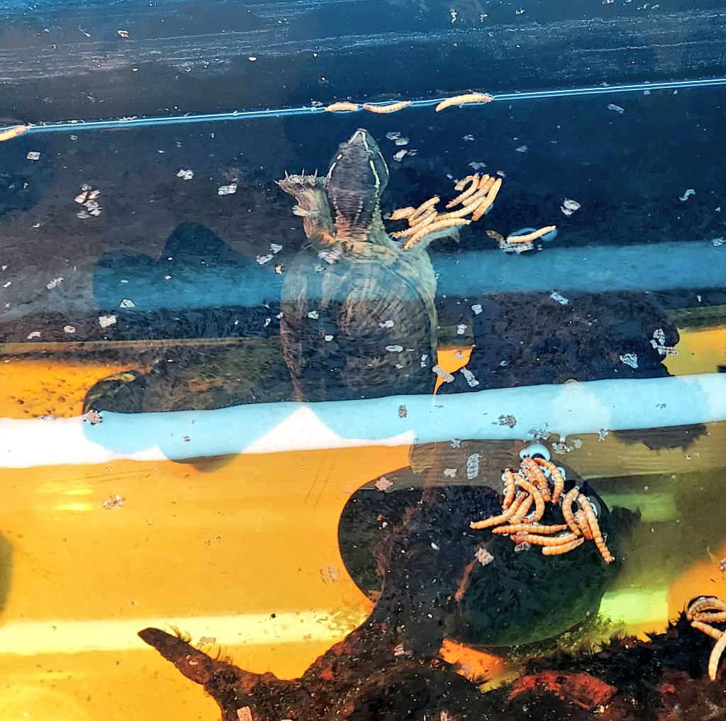 coombes_angie's tweet image. #BoxTurtle 🐢  feeding this morning 🌄 a first for me! #petsitting