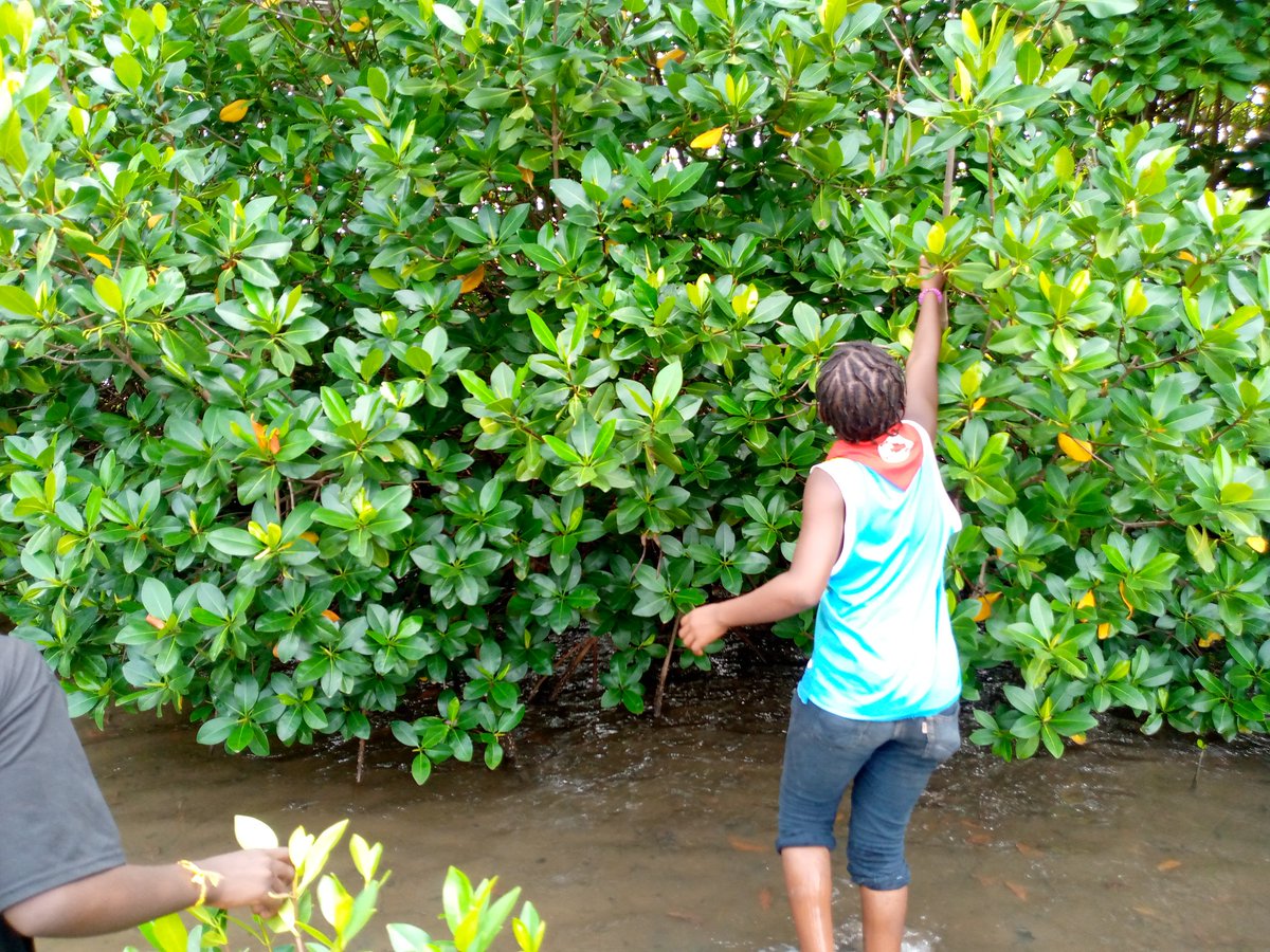 CRS_Sdh's tweet photo. #unevolonte_humanitaire
Activité de reboisement de mangroves à la berge de Bakoum en collaboration avec #greensedhiou ce dimanche 27 août 2023. https://t.co/zA2efTe0y2