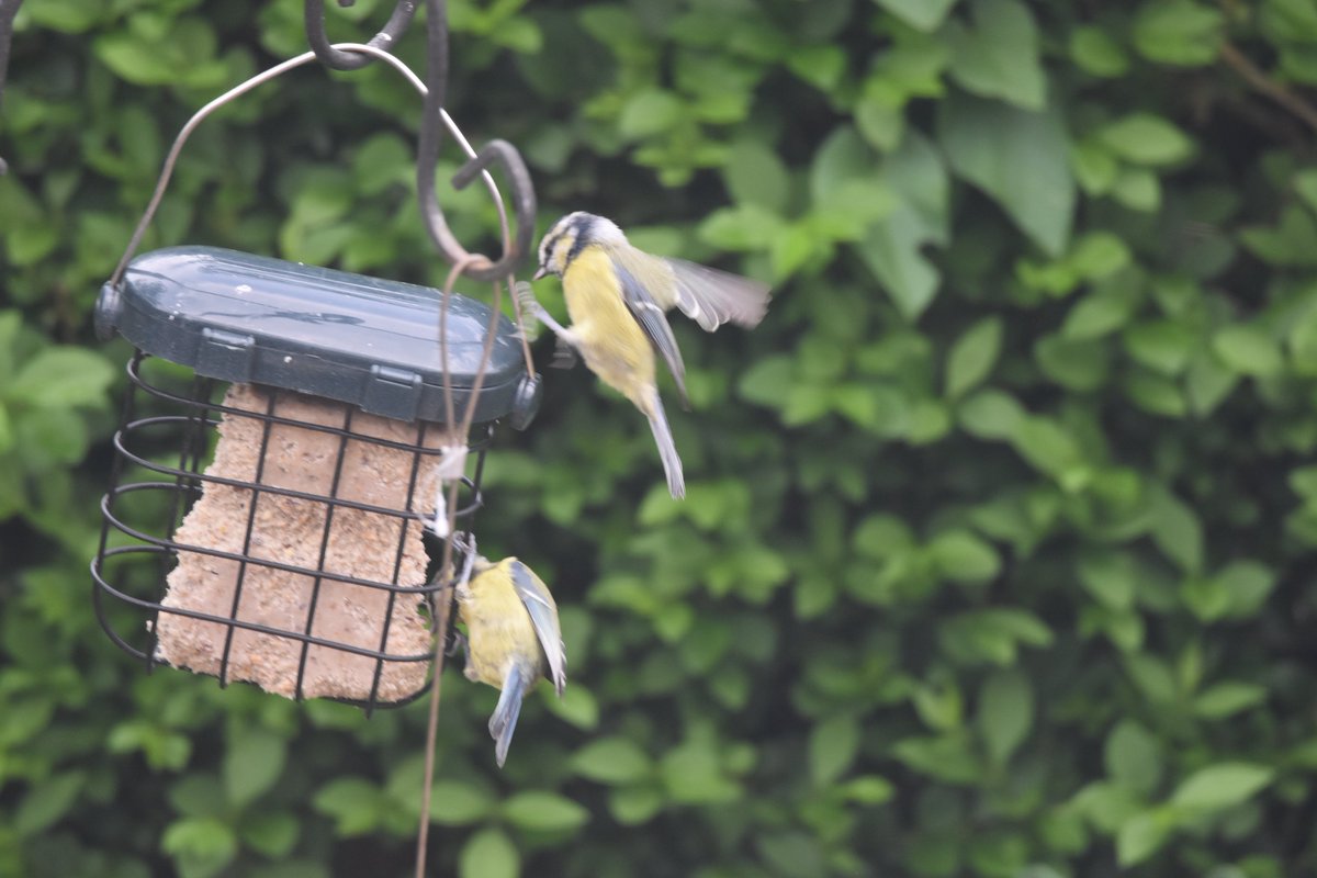 stuartmfoster's tweet photo. Bluetit birds in the backgarden the other day.
#bluetit #gardenbirds #birds #BirdsOfTwitter #wildlife #nature #wildlifephotography #nikonphotography https://t.co/6pwTEgpzVz