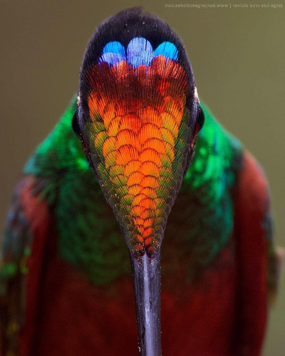 RincnCuriosoo's tweet photo. Los magníficos colores de un colibrí desde muy cerca 🥰 https://t.co/I6kHWdw7fF