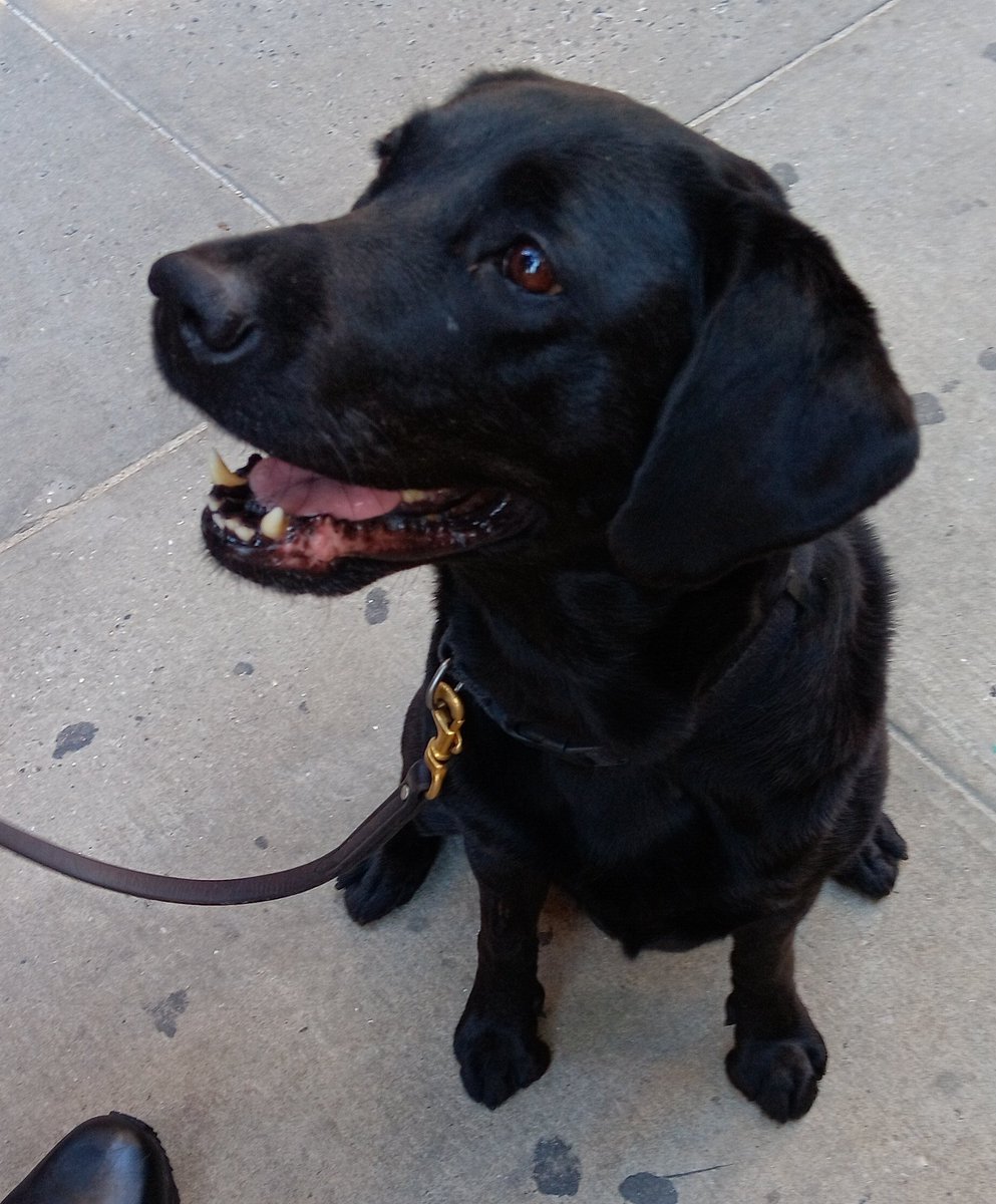 iTravelDigest's tweet image. Good morning! #dogsofnewyork