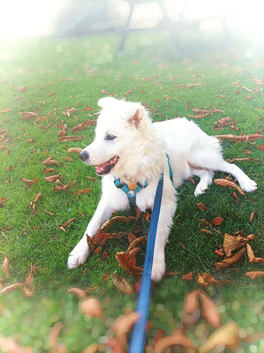 Jack at the park 🐕
#dog #park #dogwalker #hund #hunde #puppy #aalborg #aalborghund #adorable #dogs #autumn #leaves #puppies #puppiesoftwitter #adorablepuppy